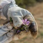 a gloved hand holding a purple flower